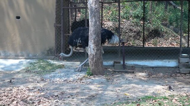 A Beautiful Moment with an Ostrich
