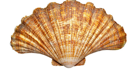 Obraz premium One large seashell on a white isolated background.
