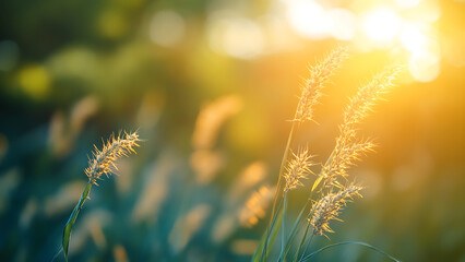 Sunlight shines on wild grass, illuminating its wispy seed heads. This close-up image may be suitable for summer and nature content.