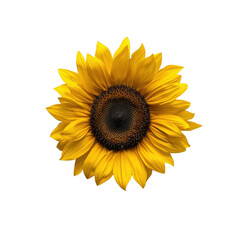 Fototapeta premium Vibrant sunflower with bright yellow petals and dark center, symbolizing warmth and positivity Transparent background or png
