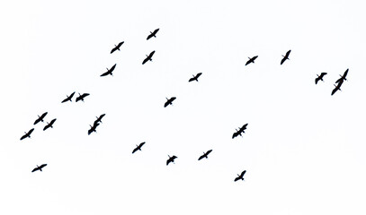 A flock of birds flying in the sky isolated on a white background.