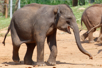 Obraz premium A baby elephant is walking on a dirt road
