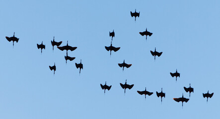 A flock of birds flying in the sky