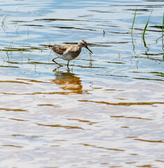 A bird is standing in the water, looking for food