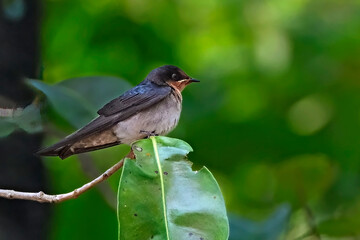Pacific Swallow or Hill Swallow (Hirundo tahitica)