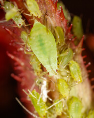 Aphids on a plant stem in nature