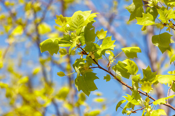 A tree with green leaves is in the sunlight