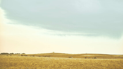 Rural countryside landscape with golden wheat field under blue sky

