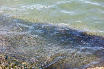 A large number of fish are swimming in the water