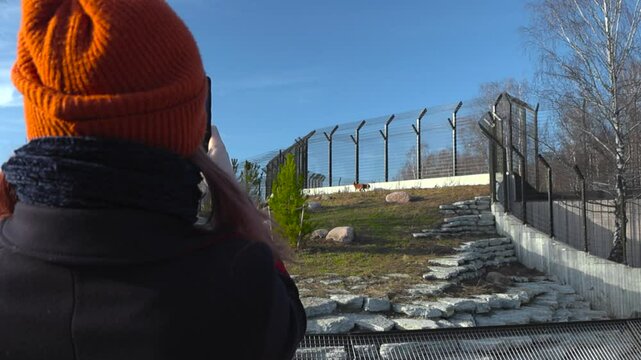 Slow motion footage from behind a woman who is photographing or making a video from a red wolf or a fox in Tallinn zoo during a sunny day. The woman is wearing a orange beanie hat and winter clothes.