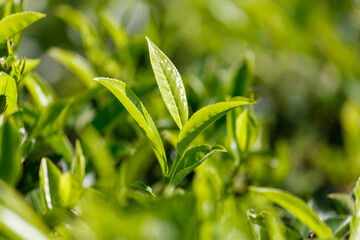 Close-up of bright green colored green Ceylon tea leaves.