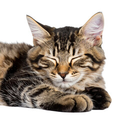 Portrait of a cute domestic tabby cat with green eyes on a white background