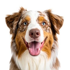 Adorable Australian Shepherd and Border Collie puppies and dogs isolated white backgrounds