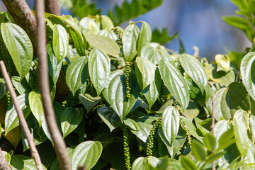Black pepper. A lush green plant with small green berries grows on a green bush.