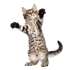 Fluffy purebred British Shorthair kitten sitting isolated on a white background, looking adorable