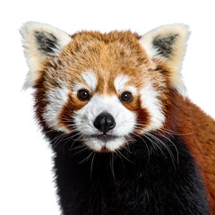 Close-up front view of a cute young red panda, Ailurus fulgens, a mammal shining like a cat, isolated on a white background
