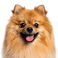 Isolated white background portrait of an adorable fluffy brown Pomeranian puppy