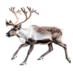 Red deer animal illustration, isolated wild mammal with antlers on a white background, vector art for nature and wildlife