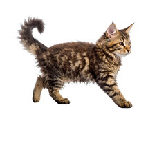 Cute kitten with gray striped fur on a white background