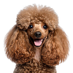 Adorable black and apricot Toy Poodle puppy and American Cocker Spaniel on a white background