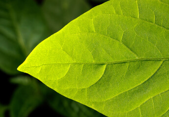 A leaf is shown in a close up, with the veins visible
