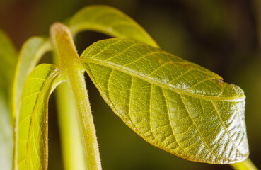 A leaf is shown in a close up, with the veins clearly visible