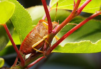 A brown bug is sitting on a green leaf