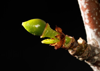 A small green leaf is growing on a branch