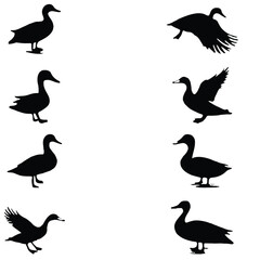 tha duck vector image