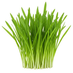 Fresh green grass blades isolated on transparent background
