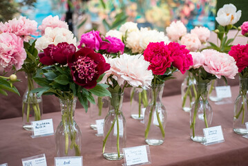 Beautiful bouquet of peonies in a vase