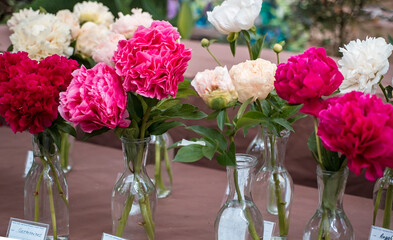 Beautiful bouquet of peonies in a vase