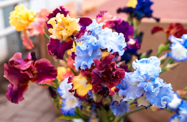 A bouquet of multi-colored irises