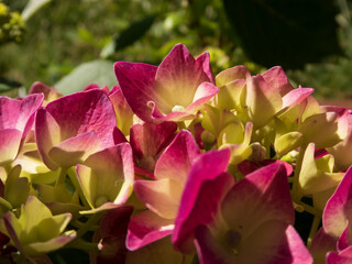 Vibrant Green and Pink Hydrangea Macrophylla Blossoms in Sunlight