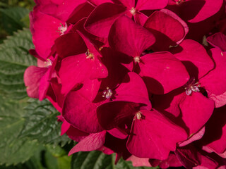 Deep Red Hydrangea Macrophylla Merveille Sanguine Blossoms with Green Leaves