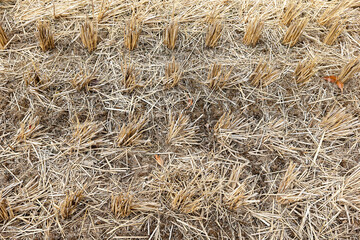 Paddy field scenery after harvest