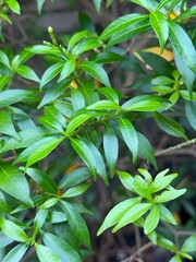 green leaves background