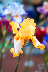 Beautiful iris flower in vase