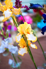 Beautiful iris flower in vase