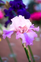 Beautiful iris flower in vase