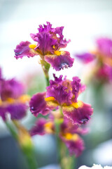 Beautiful iris flower in vase