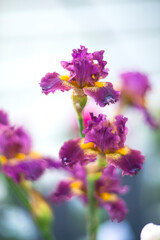 Beautiful iris flower in vase