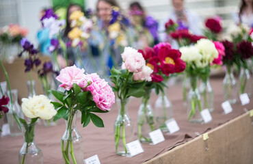 Exhibition of peonies of different varieties