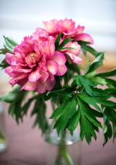 Beautiful bouquet of peonies in a vase