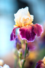 Beautiful iris flower in vase