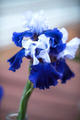 Beautiful iris flower in vase