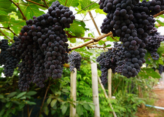 Clusters of dark purple grapes are densely packed on the vines, basking in the soft morning sun...