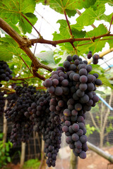Clusters of dark purple grapes are densely packed on the vines, basking in the soft morning sun...