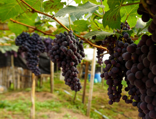 Clusters of dark purple grapes are densely packed on the vines, basking in the soft morning sun...