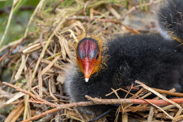 Close-Up of Eurasian Coot Chick in Nest